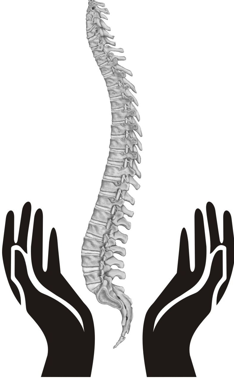 A stylized depiction of a healthy spine gently curving upwards, surrounded by gentle leaf motifs.