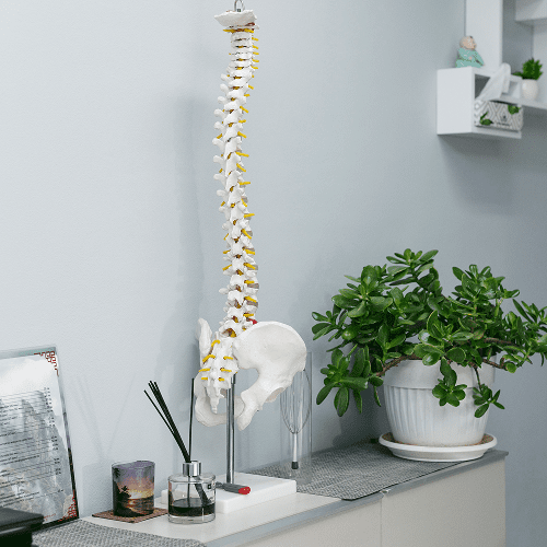 spine