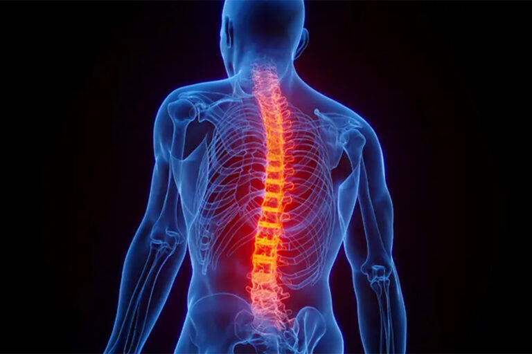 spine